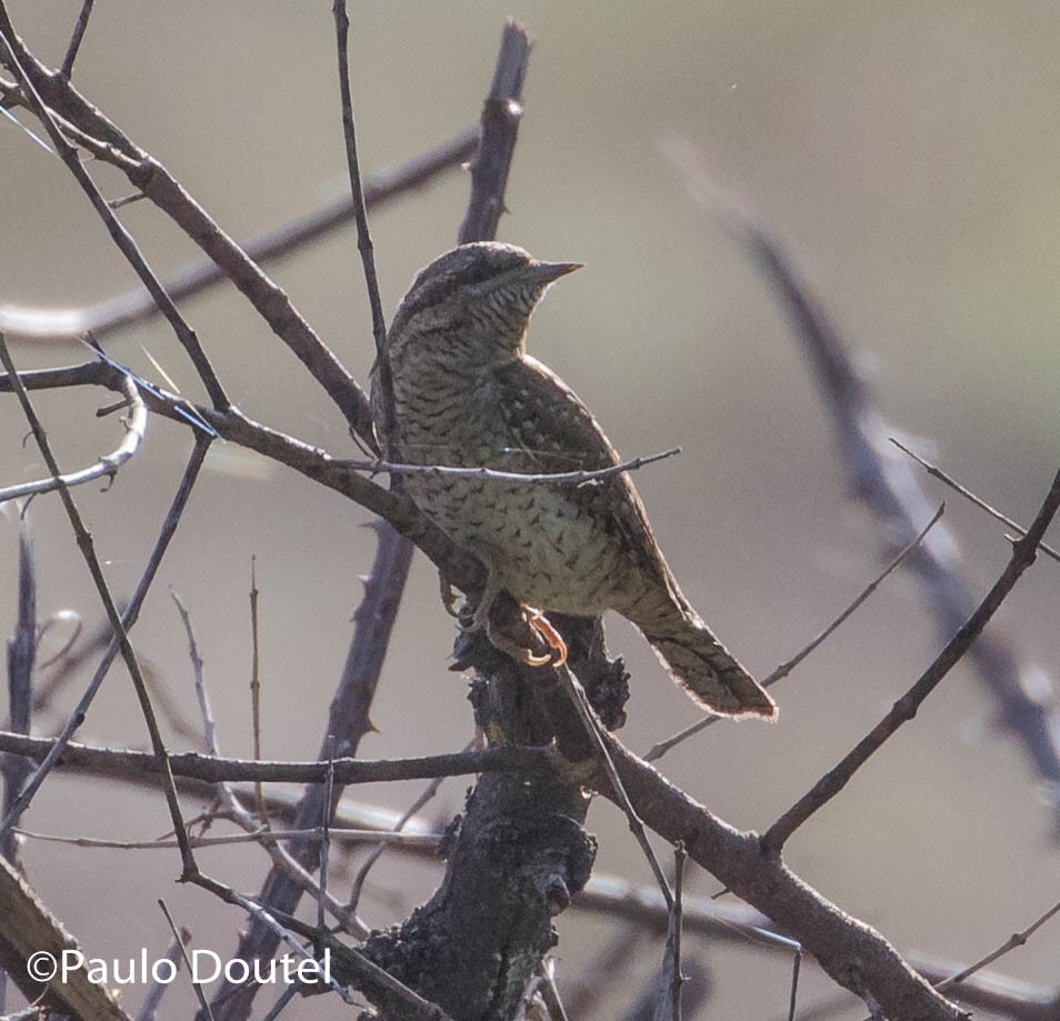 Eurasian Wryneck - ML289573261