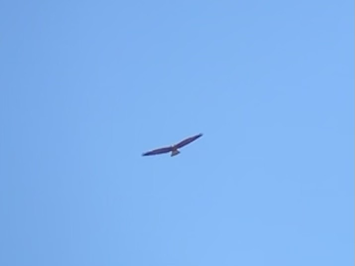 Swainson's Hawk - ML289574511