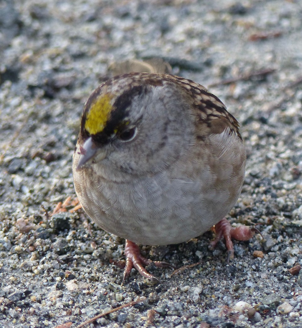 Golden-crowned Sparrow - ML289575341