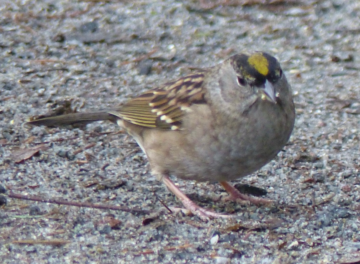 Golden-crowned Sparrow - ML289575351