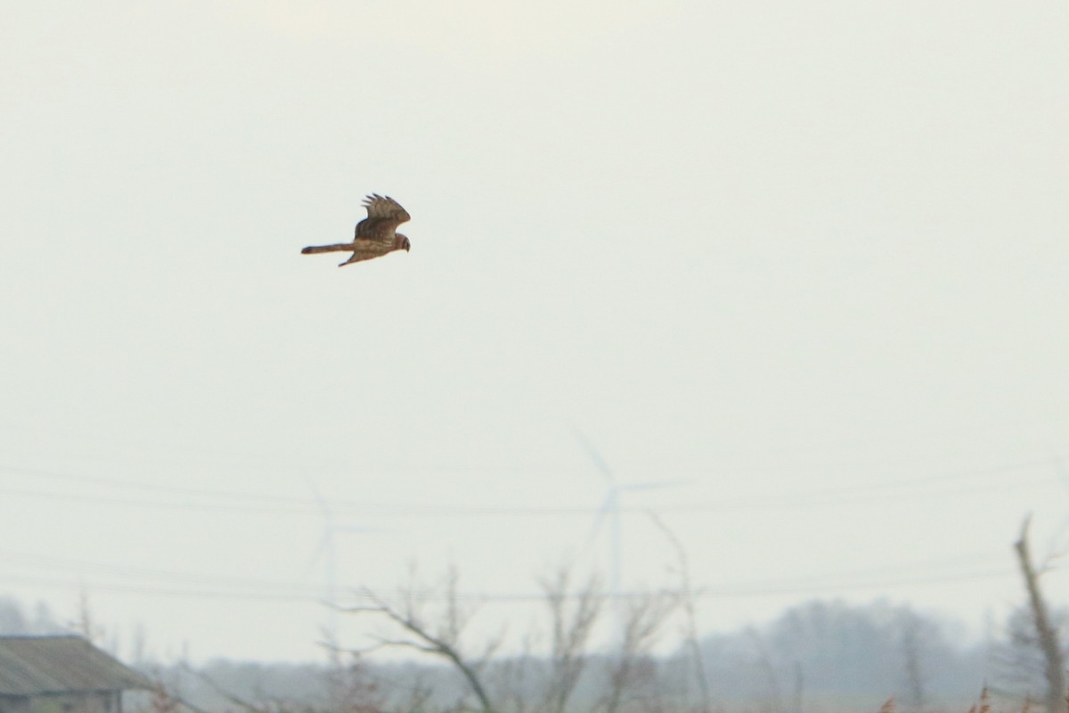 Hen Harrier - Letty Roedolf Groenenboom