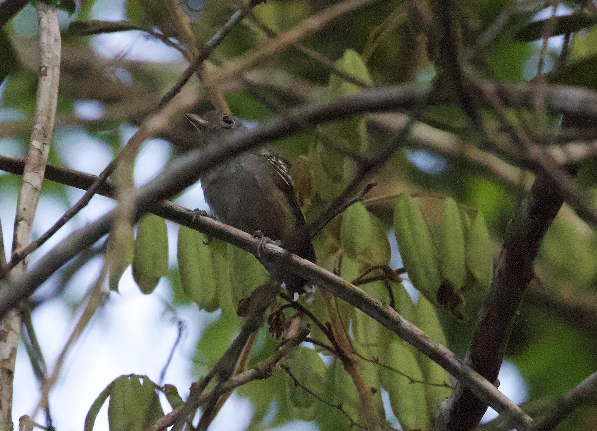 Sooretama Slaty-Antshrike - ML289577081