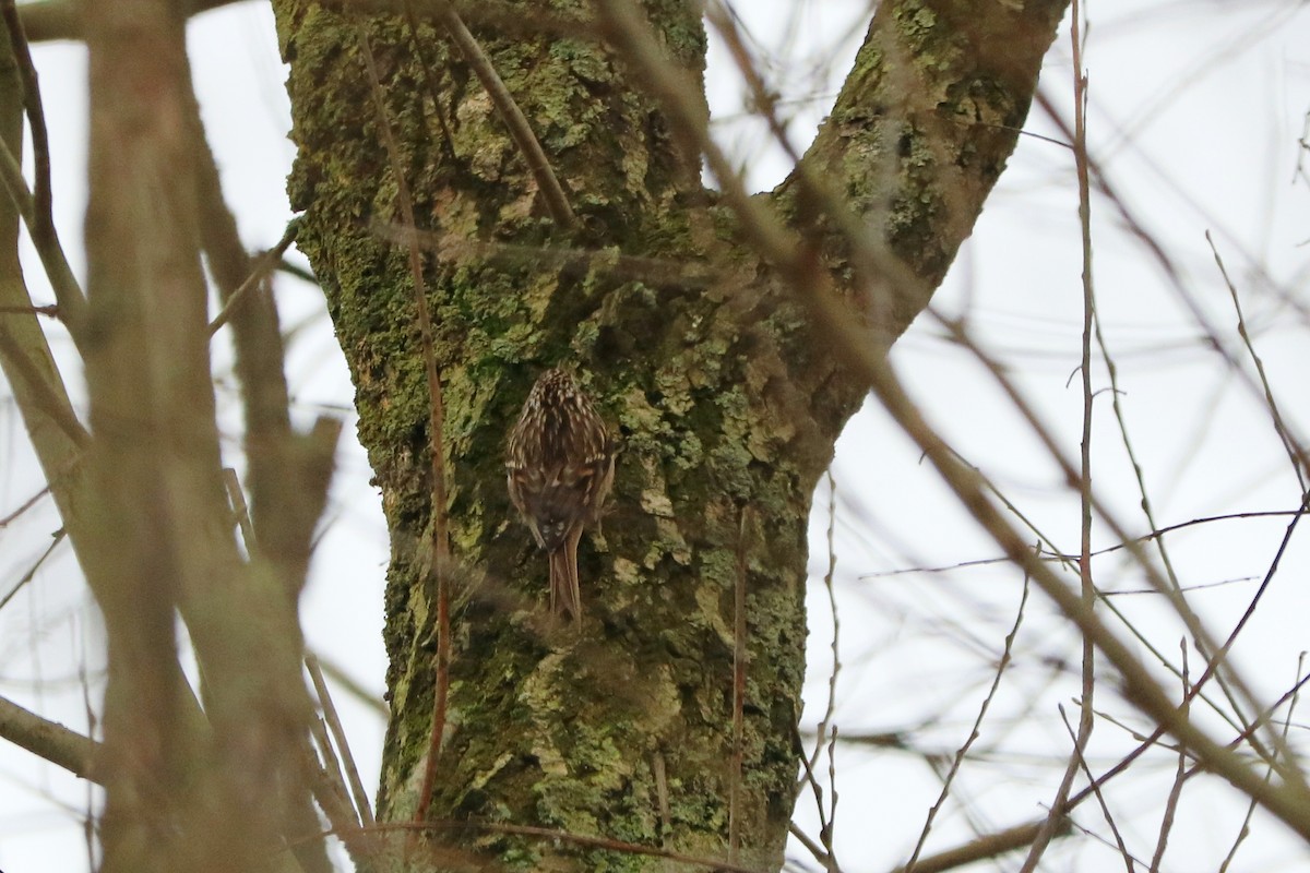Short-toed Treecreeper - ML289577521
