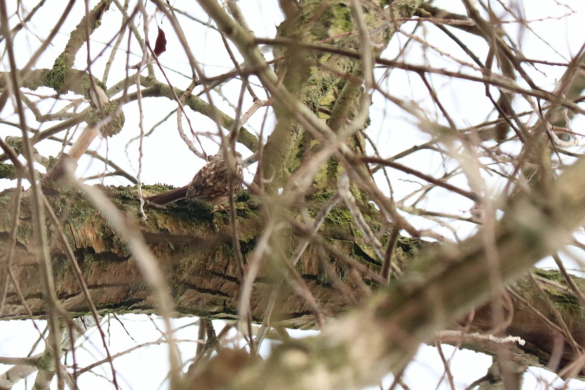 Short-toed Treecreeper - ML289577531
