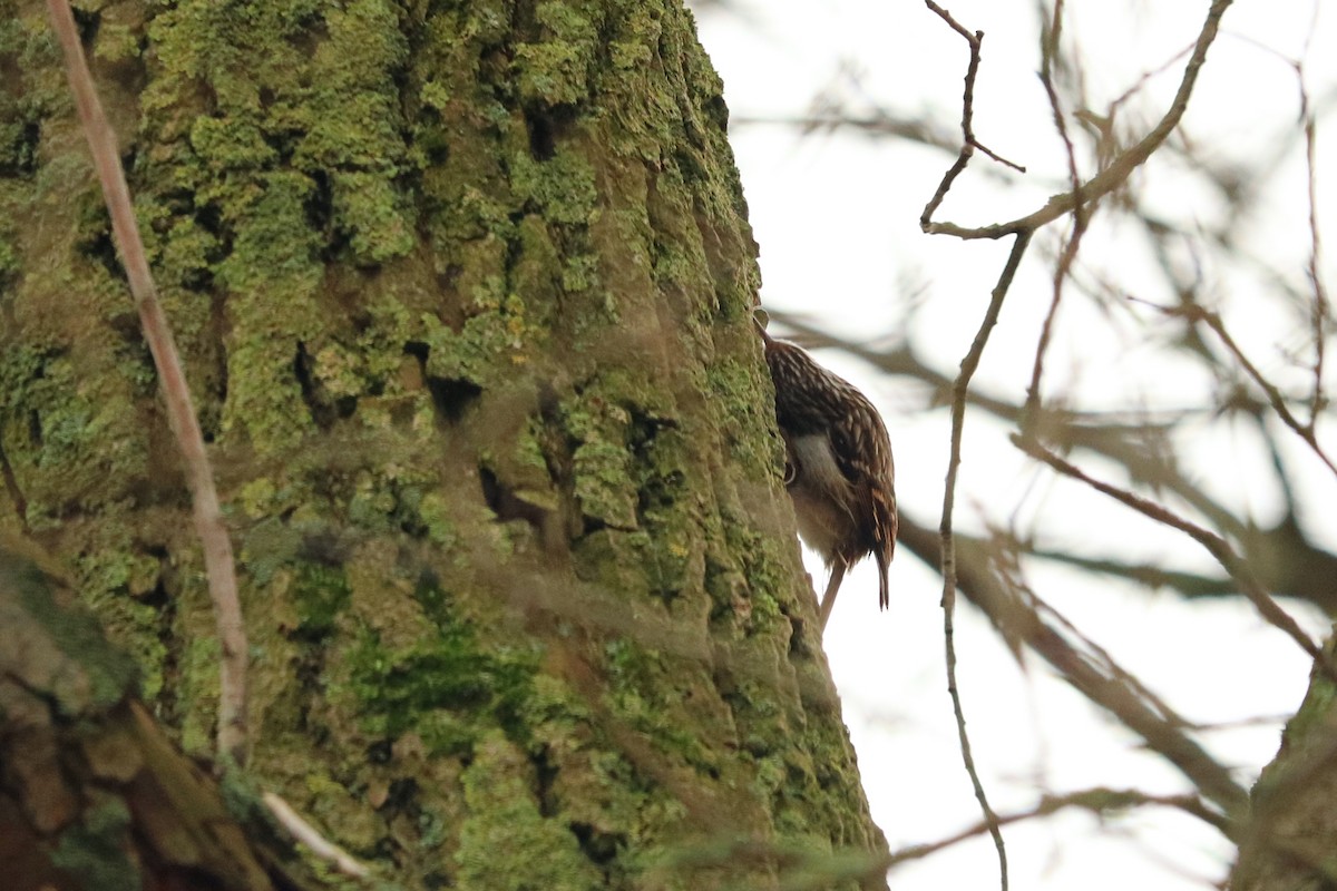 Short-toed Treecreeper - ML289577631
