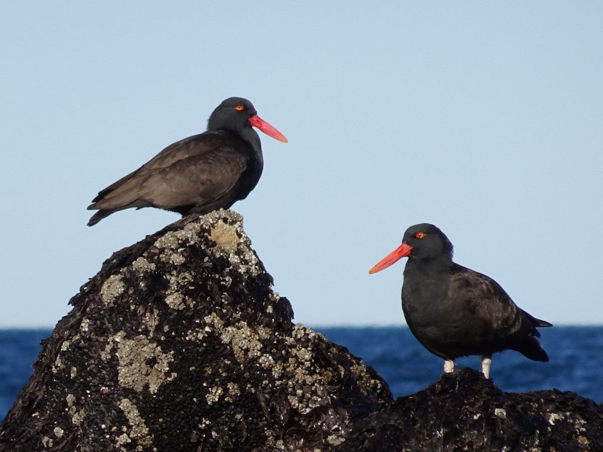 Blackish Oystercatcher - ML289578621