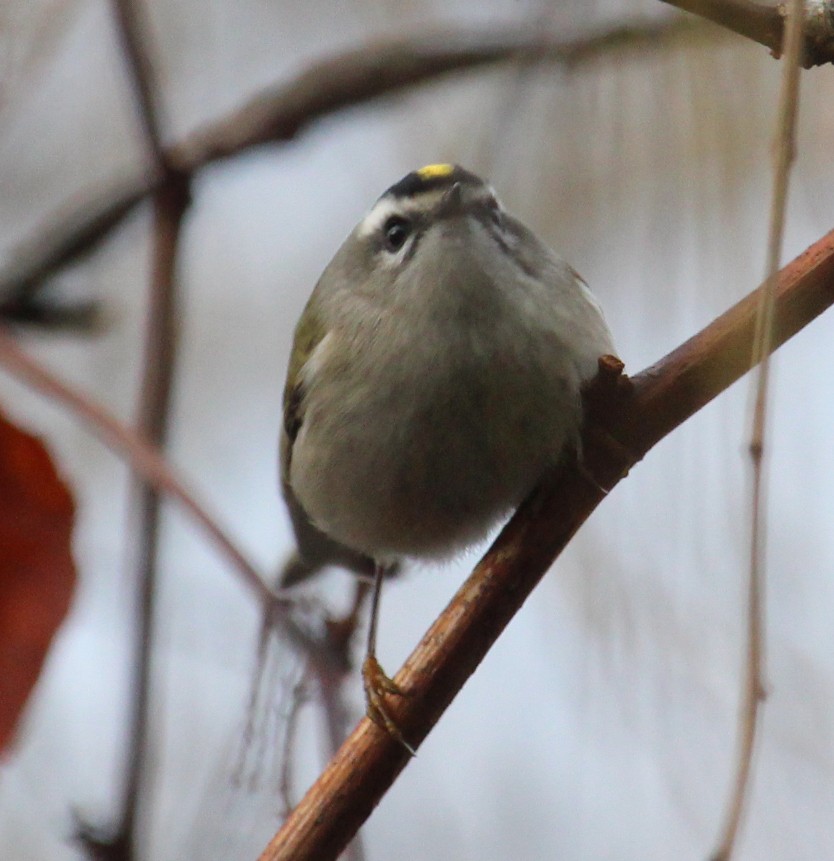 Golden-crowned Kinglet - David Brawner