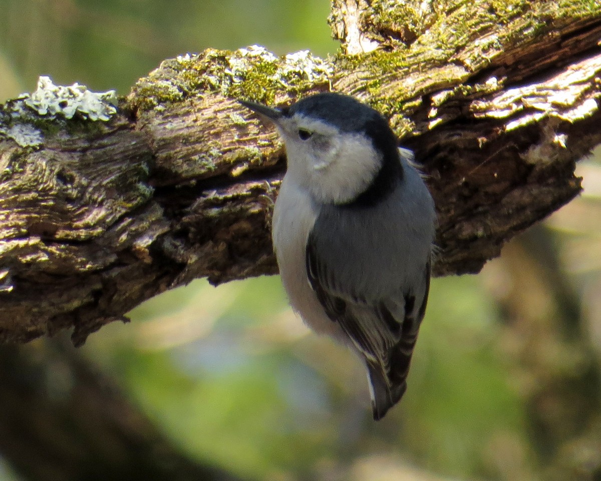 White-breasted Nuthatch - ML289581881