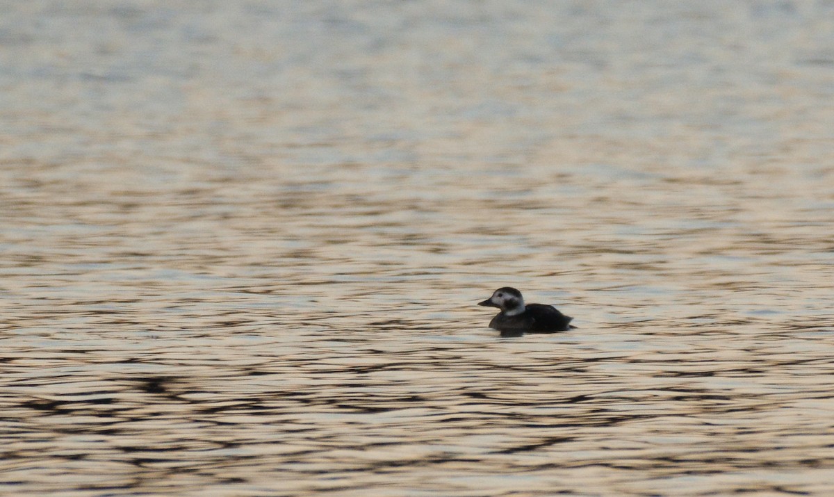 Long-tailed Duck - Fabian Schmidt-Pramov