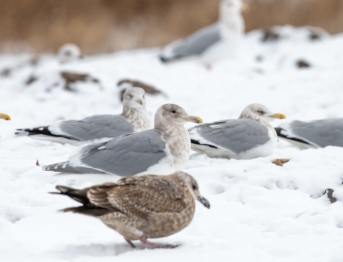 Glaucous-winged Gull - ML289585371