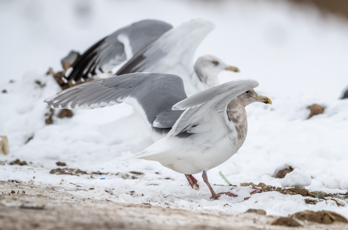 Glaucous-winged Gull - ML289585591