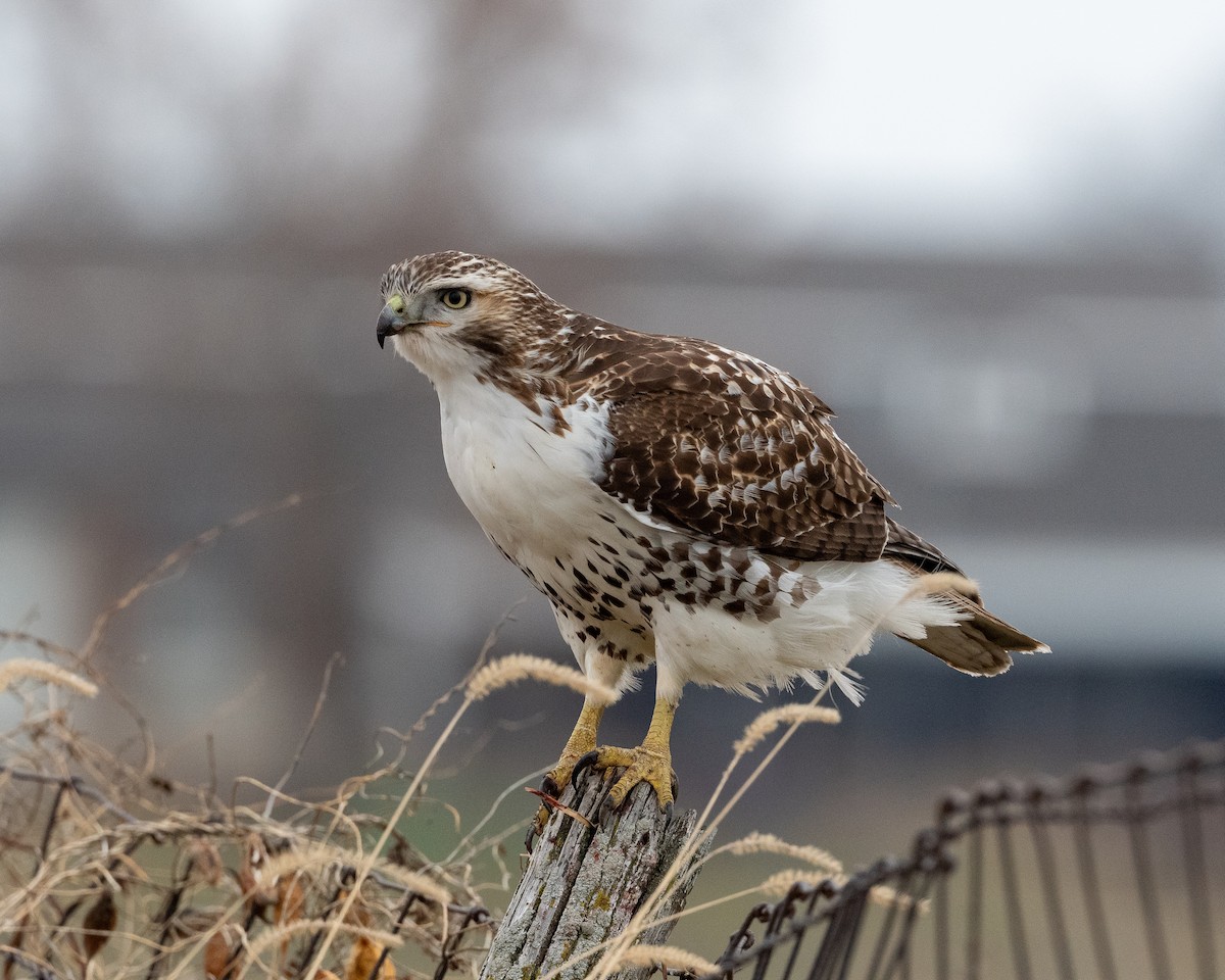 Red-tailed Hawk - Rob Kanter