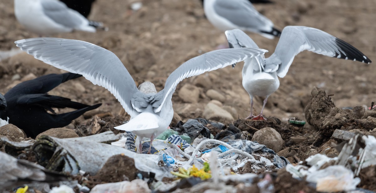 Glaucous-winged Gull - ML289586251