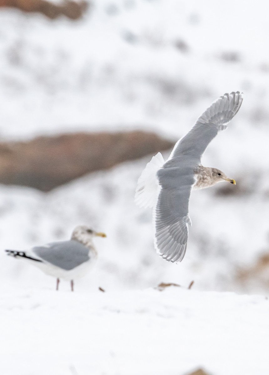 Glaucous-winged Gull - ML289586581