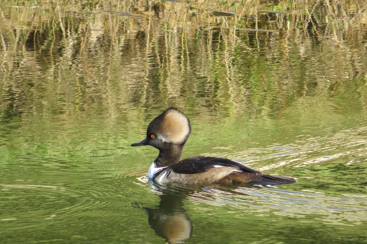 Hooded Merganser - Aditya Nayak