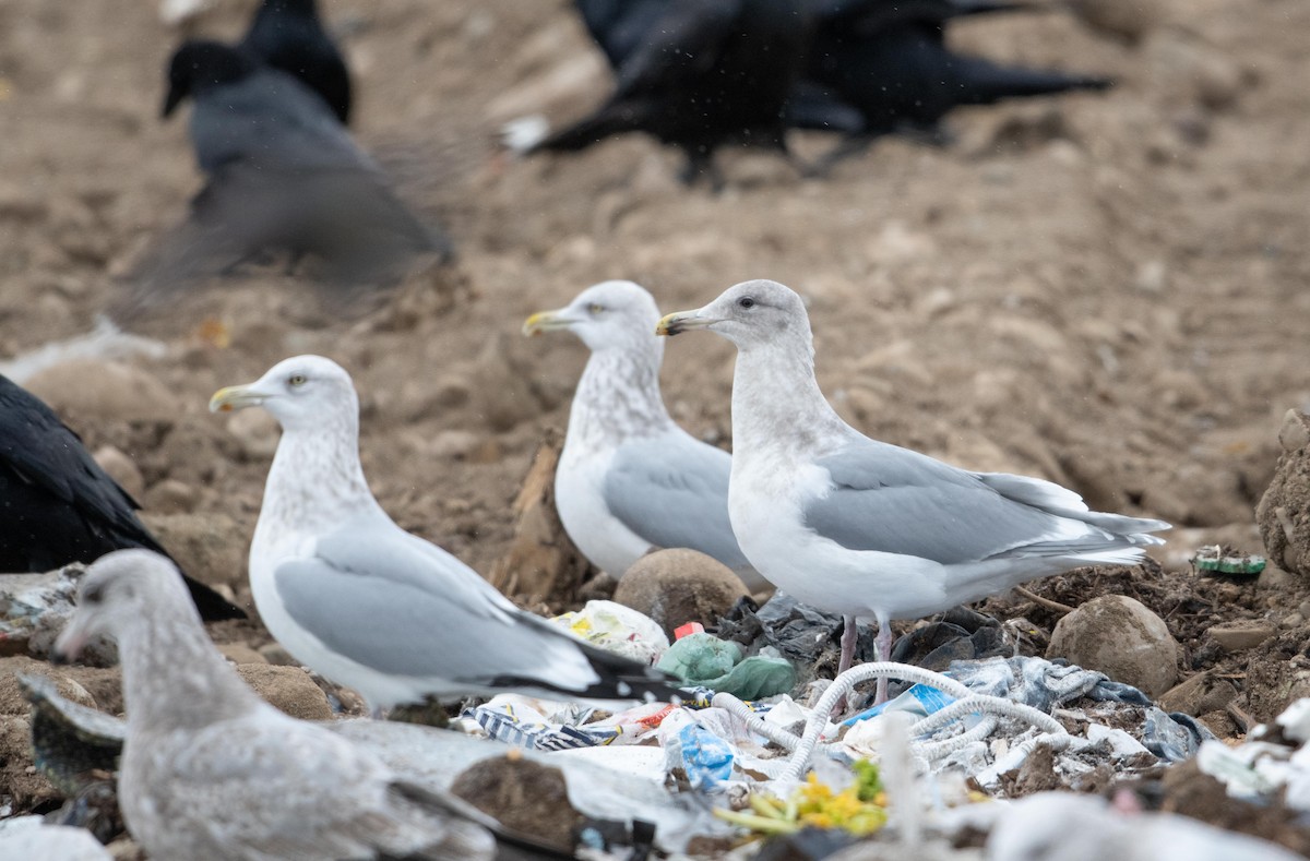 Glaucous-winged Gull - ML289586881