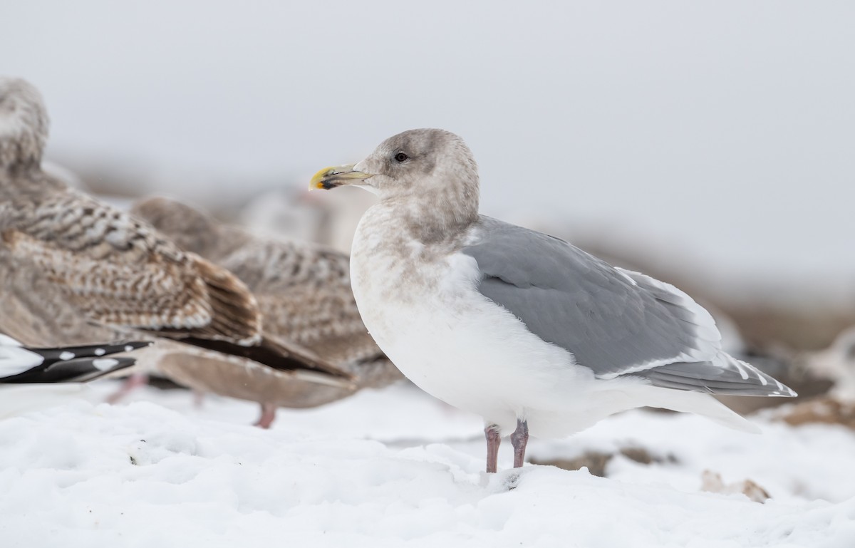 Glaucous-winged Gull - ML289587211