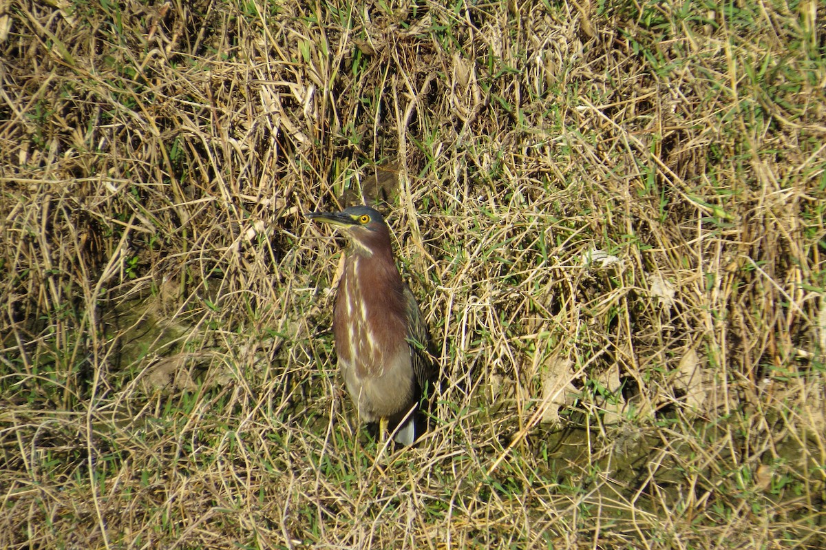 Green Heron - Aditya Nayak