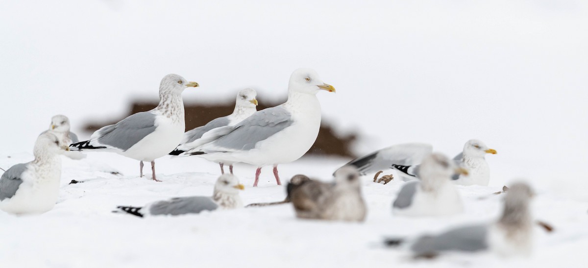 American Herring x Glaucous Gull (hybrid) - ML289587591
