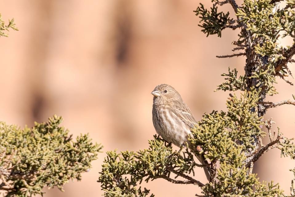 House Finch - Jennifer Berger