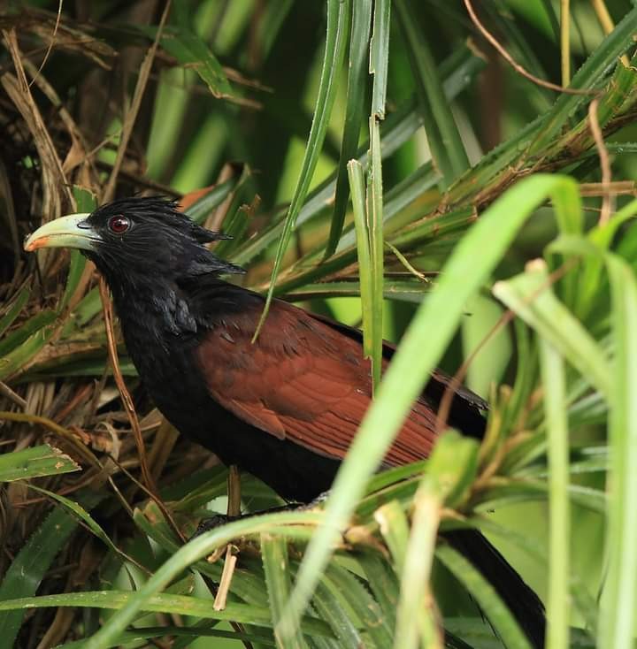 Green-billed Coucal - ML289590191