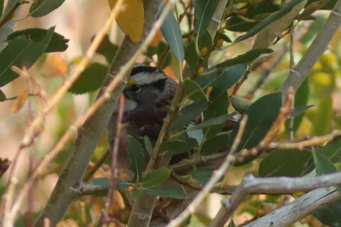 White-throated Sparrow - ML289590611