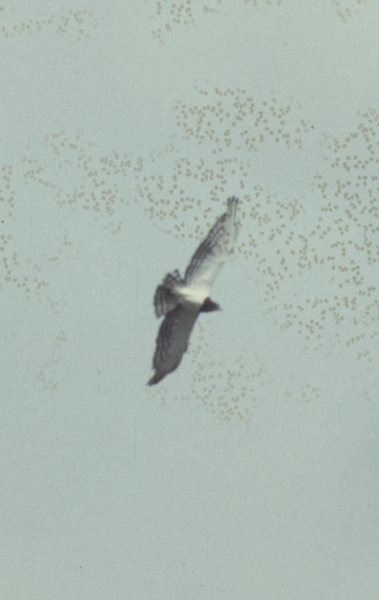 Black-chested Snake-Eagle - ML289591231