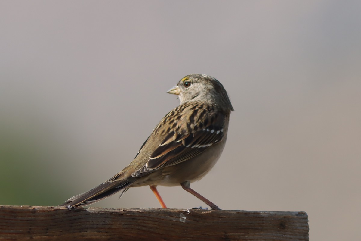 Golden-crowned Sparrow - ML289591301