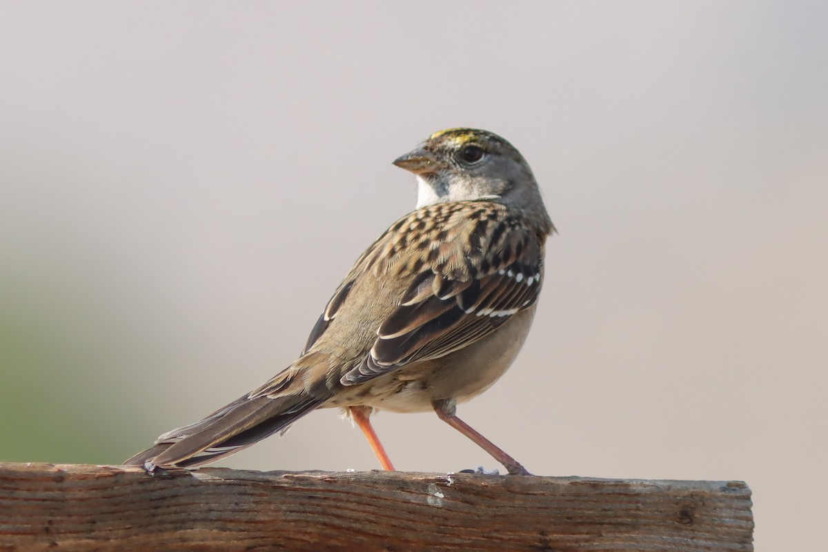 Golden-crowned Sparrow - ML289591321