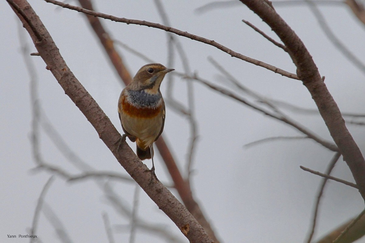 Bluethroat - ML289591441