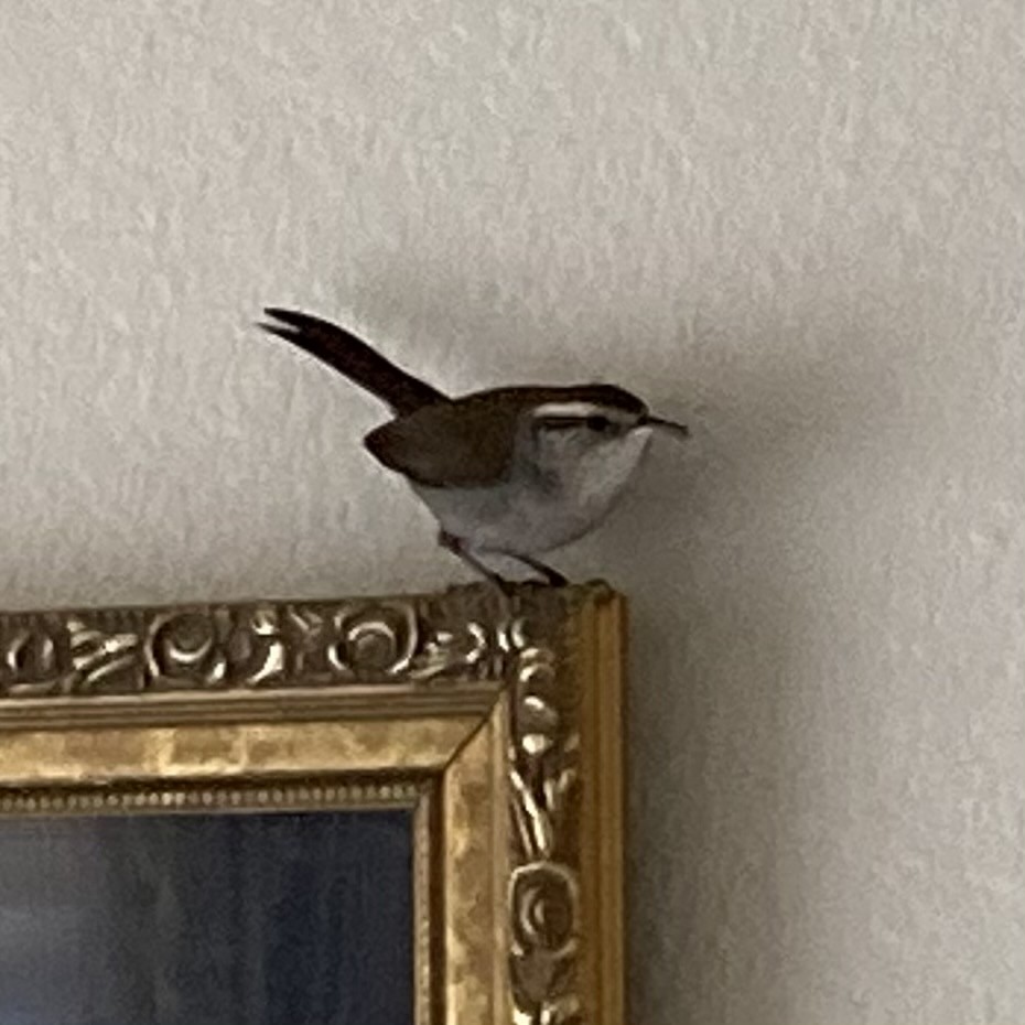 Bewick's Wren - ML289592501