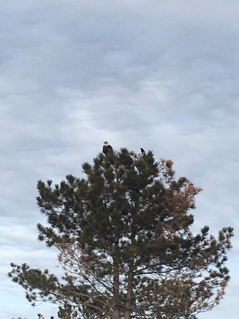 Bald Eagle - Tena Rohr