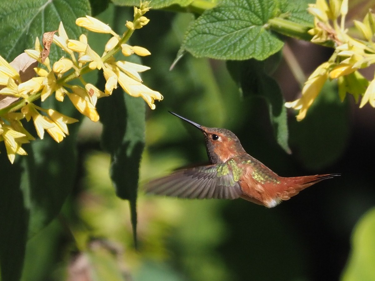 Allen's Hummingbird - Michael McCloy