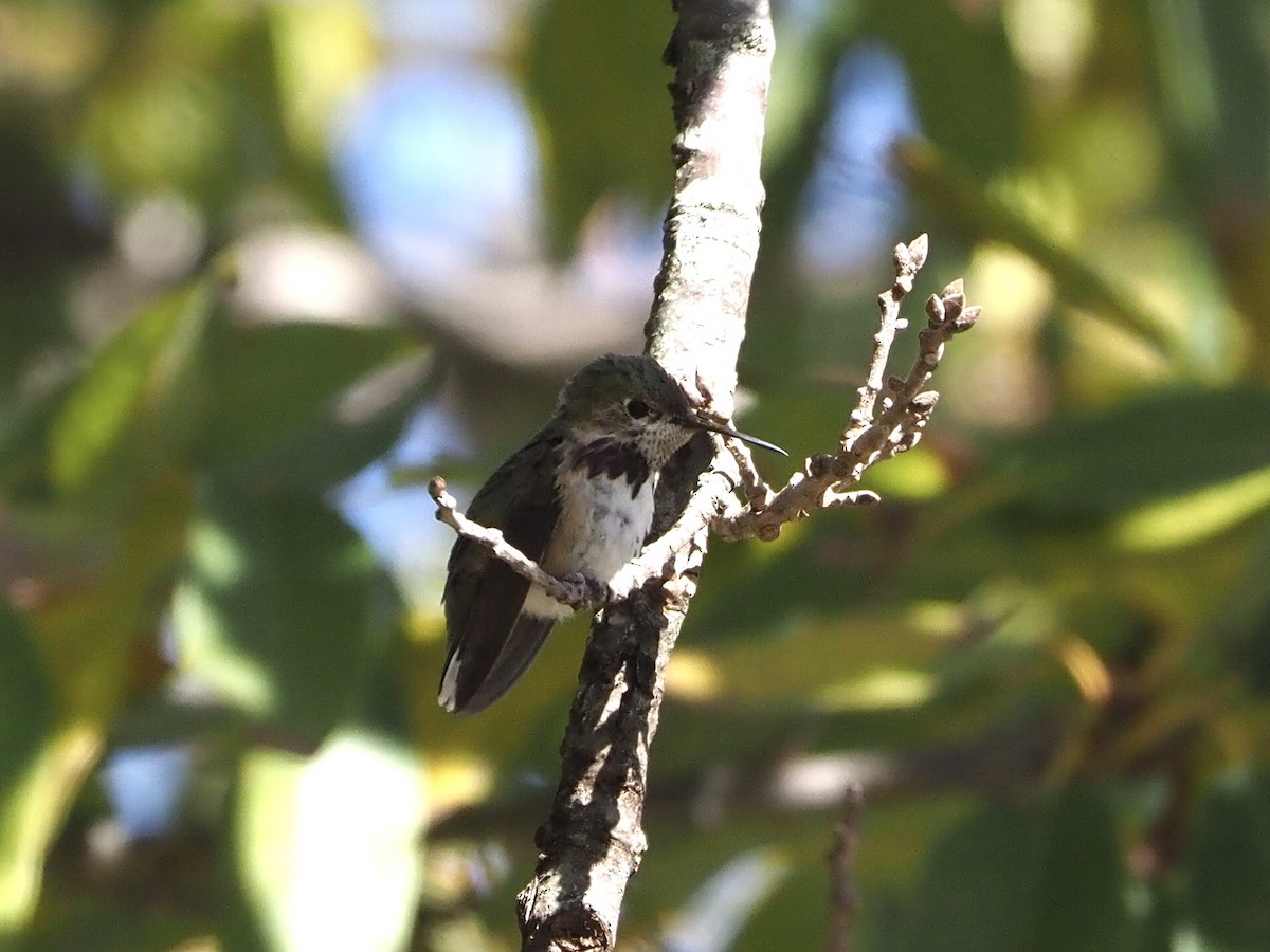 Calliope Hummingbird - ML289593511