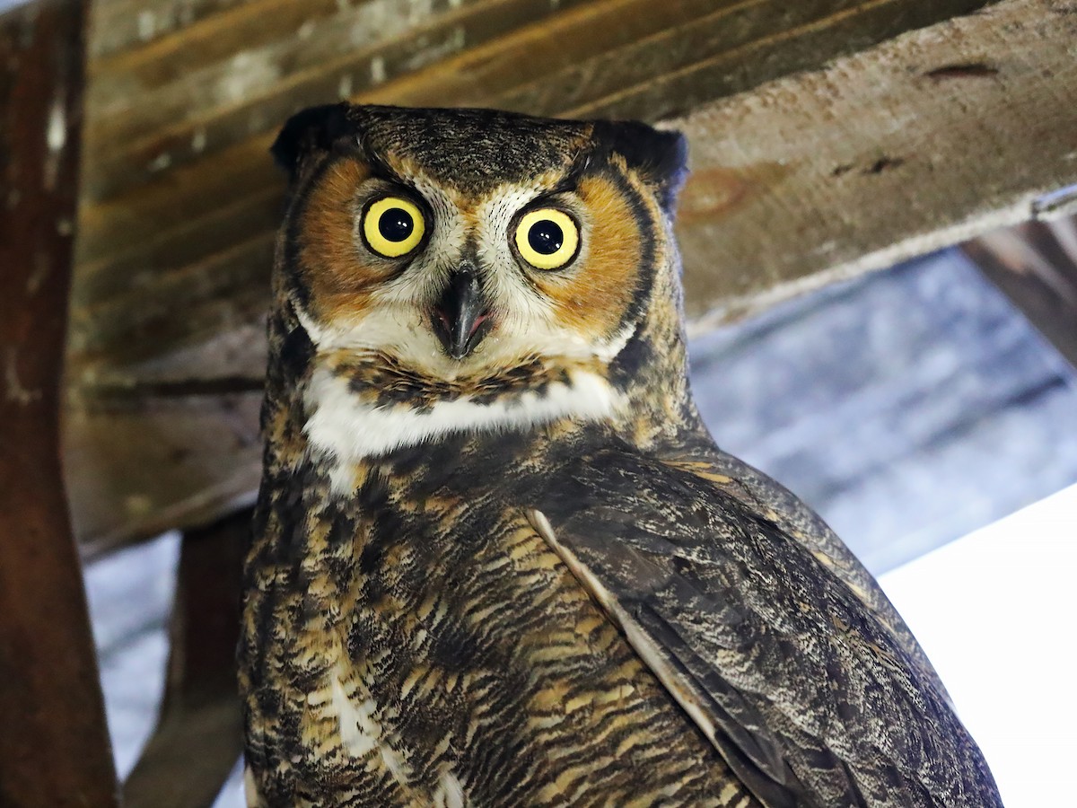 Great Horned Owl - Eric Savard