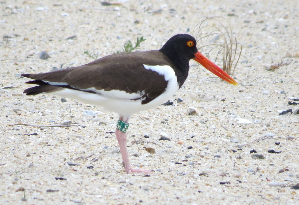 American Oystercatcher - Tim Armstrong