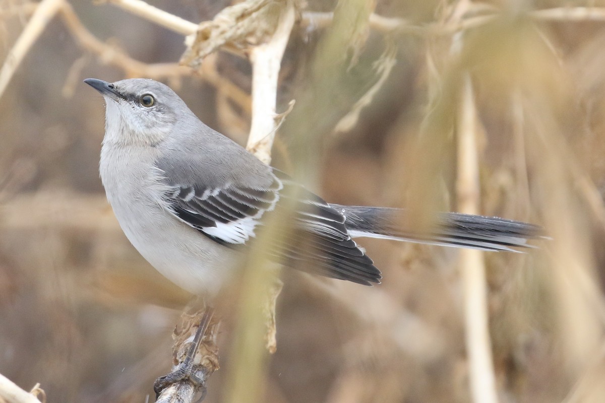 Northern Mockingbird - ML289596481