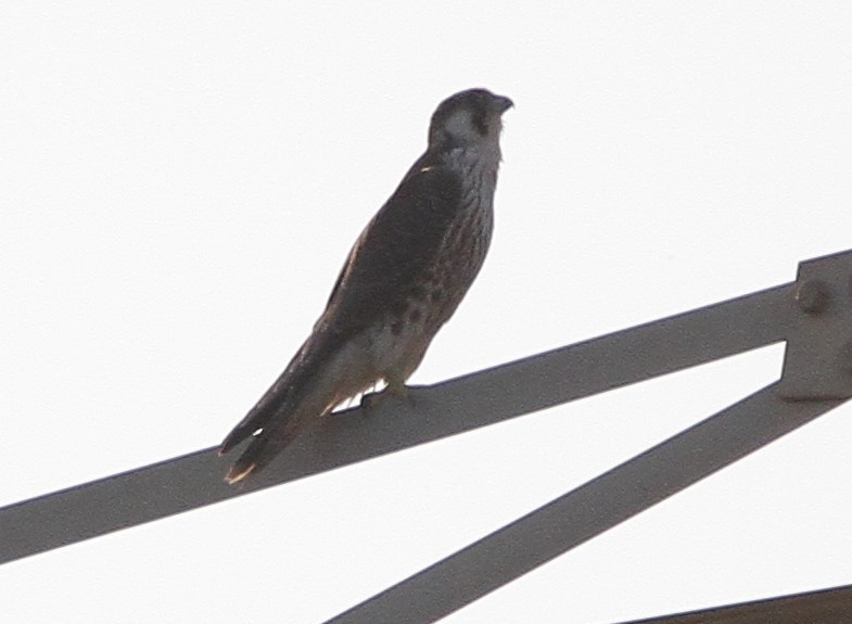 Lanner Falcon - ML289596631