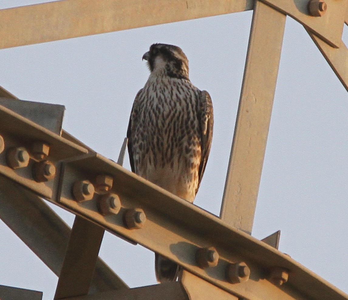 Lanner Falcon - ML289596661