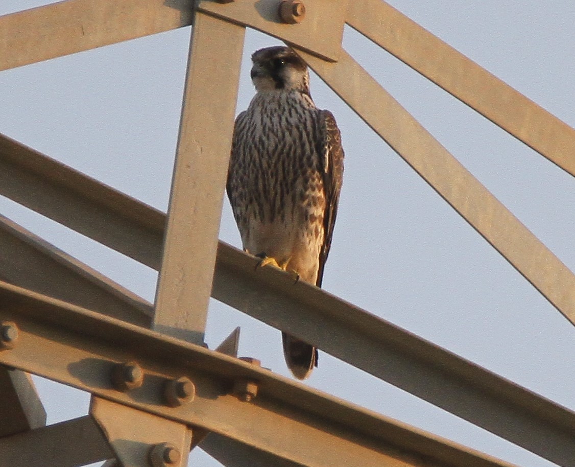 Lanner Falcon - ML289596671