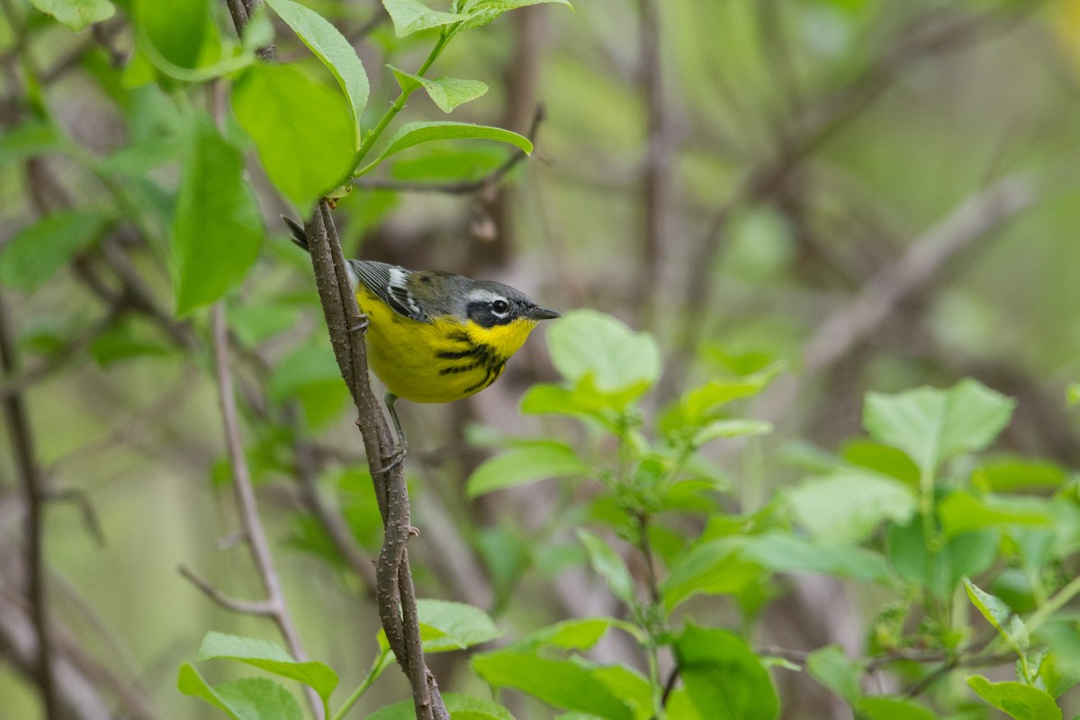 Magnolia Warbler - ML28959731