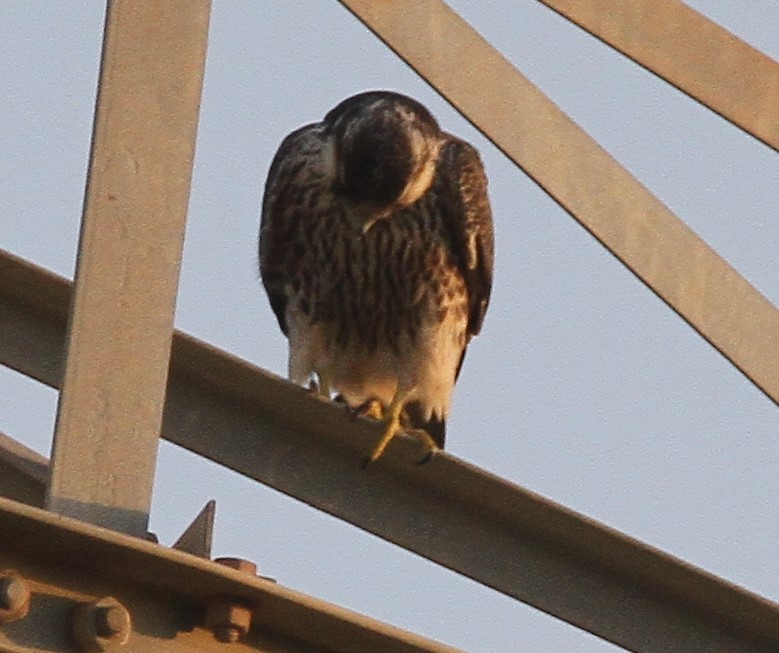 Lanner Falcon - ML289597611