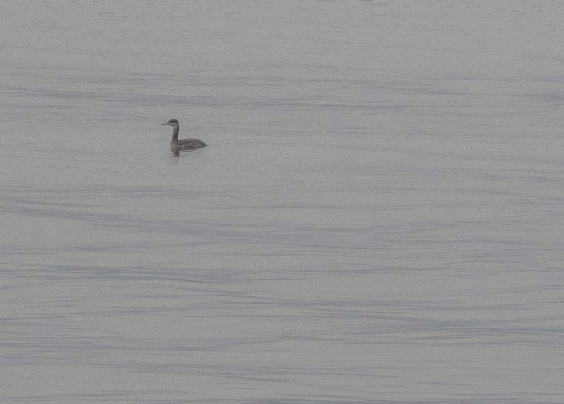 Red-necked Grebe - ML289597761