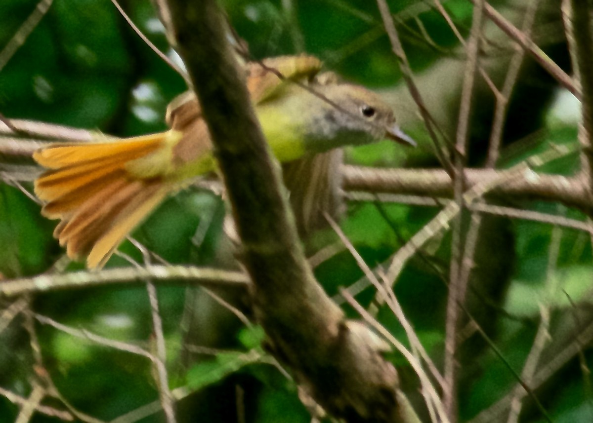 Great Crested Flycatcher - ML28959911