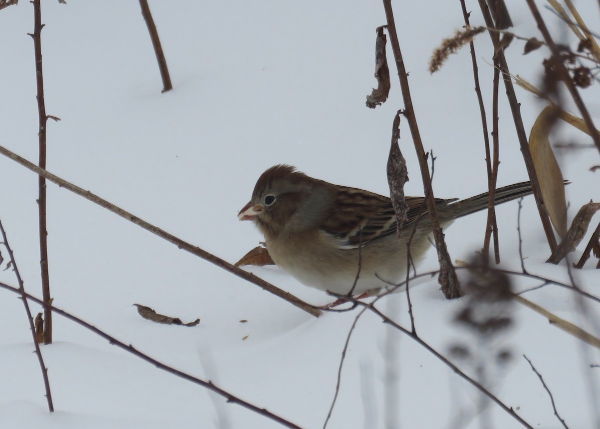 Field Sparrow - ML289599181
