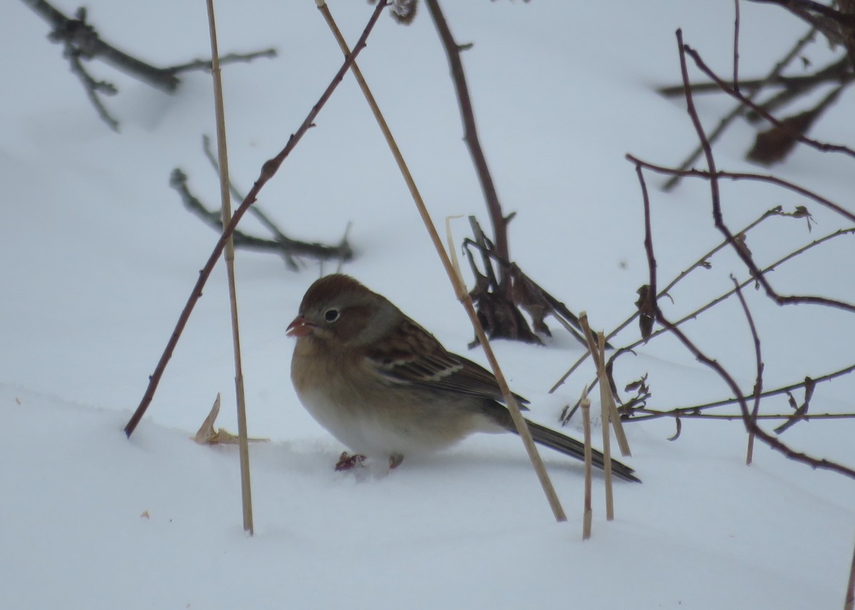 Field Sparrow - ML289599191
