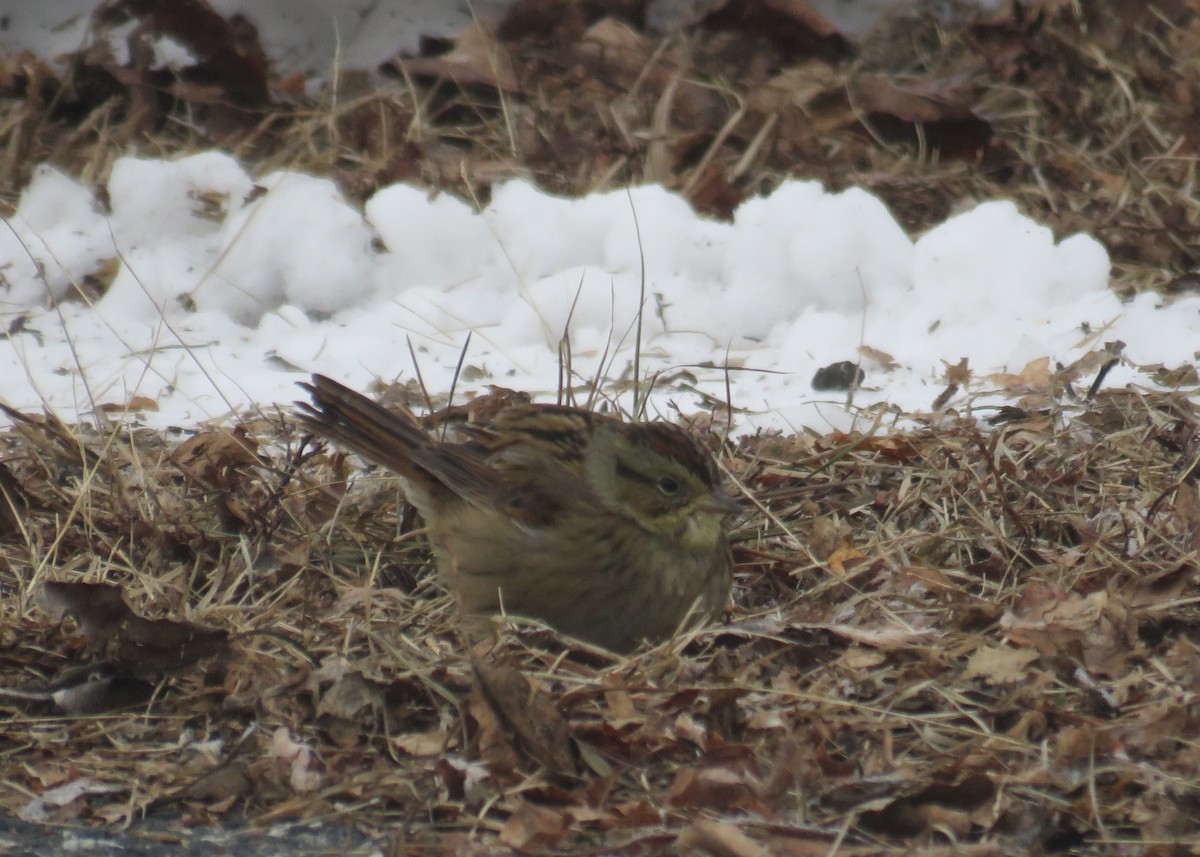 Swamp Sparrow - ML289599411