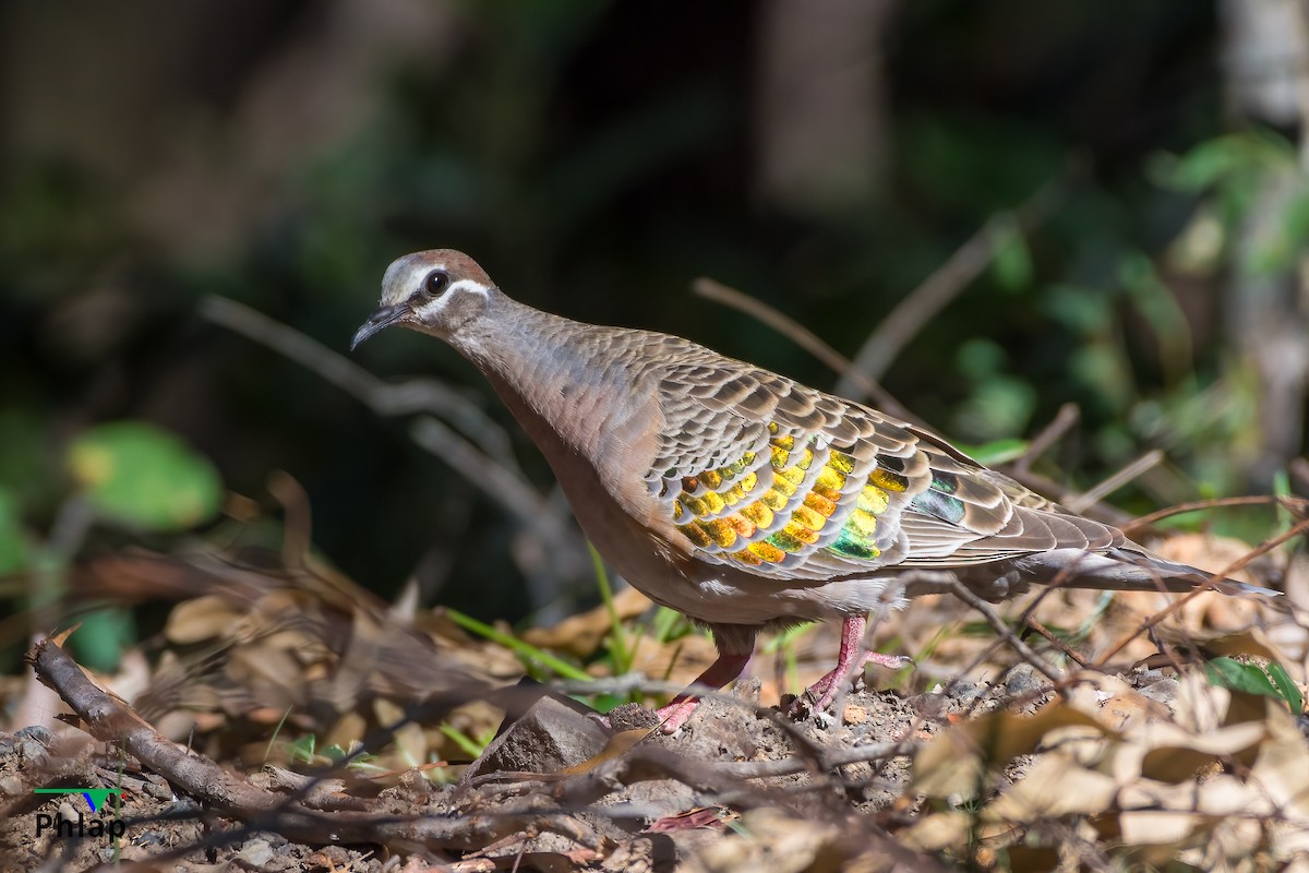 Common Bronzewing - ML289599561