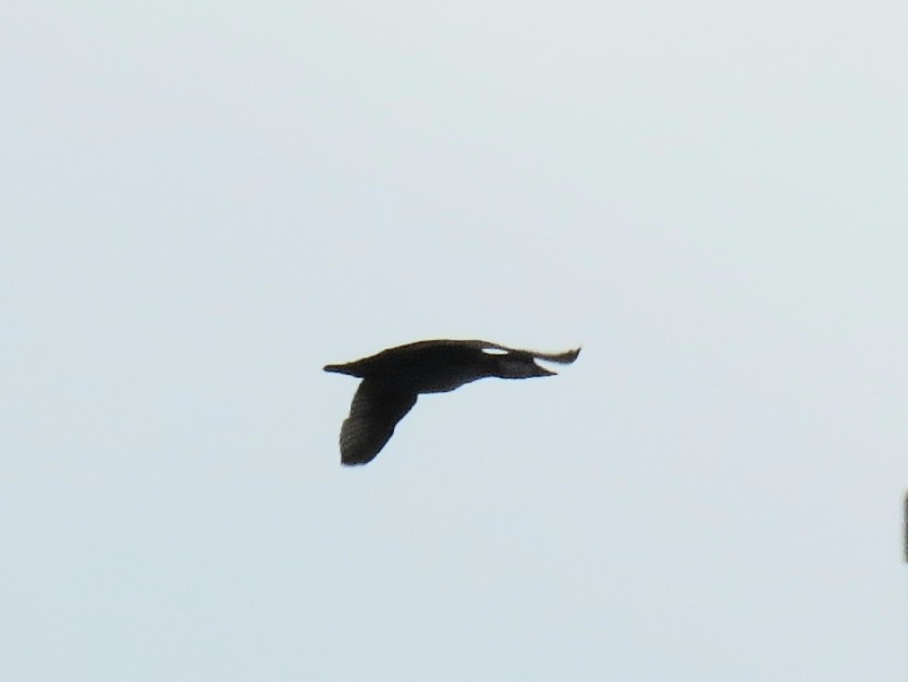 Black Scoter - ML289603741