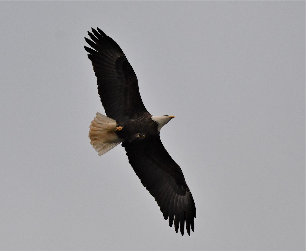 Bald Eagle - ML289604141